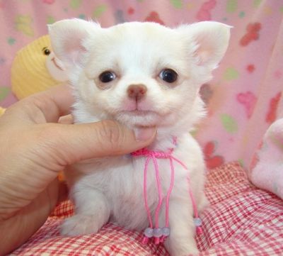 regalo  BELLISSIMA CUCCIOLATA DI CHIHUAHUA