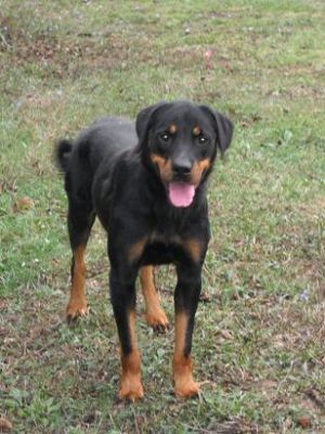 Rottweiler: femmina adulta disponibile