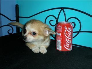 Chihuahua cuccioli per l'adozione.