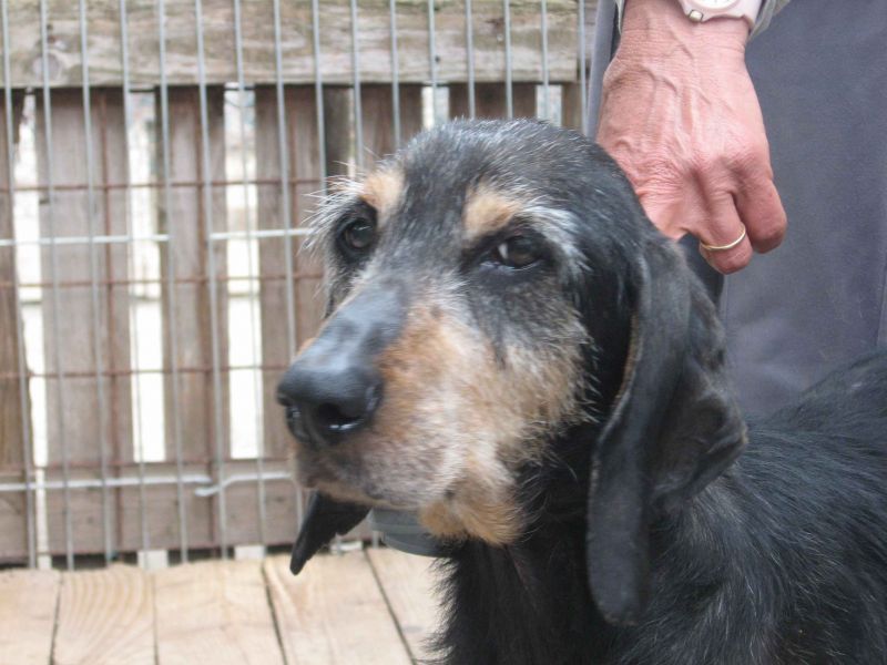 Trilly, splendida segugia