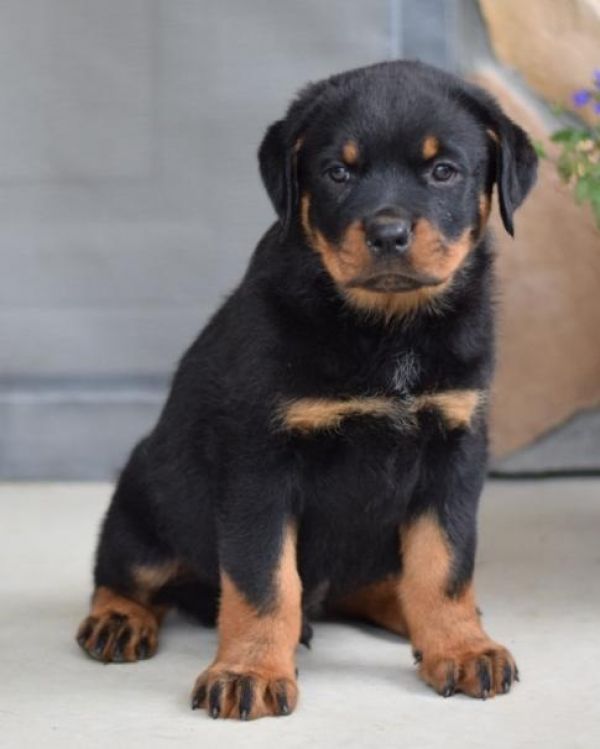 Regalo ROTTWEILER  DI CUCCIOLI Disponibili  bellissimi cuccioli fulvi ( femmine e  maschi) con rilas