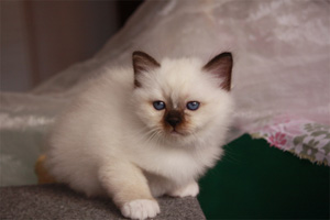 sacro di birmania cuccioli