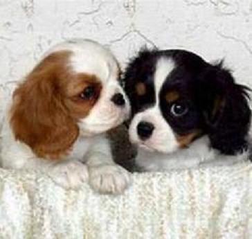 vendita cuccioli cavalier king