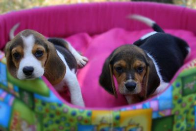 Vendo cuccioli di beagle