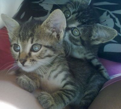 Gattini in regalo!