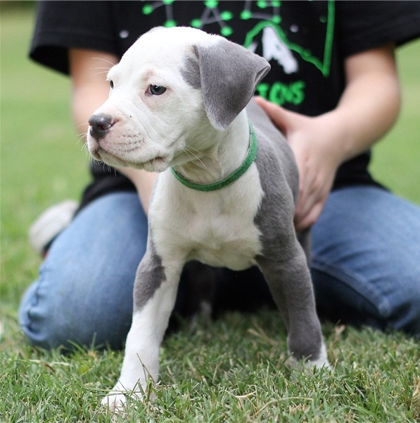 REGALO Bellissimi maschi e femmine PITBULL cuccioli Abbiamo disponibili cuccioli di PITBULL maschi e