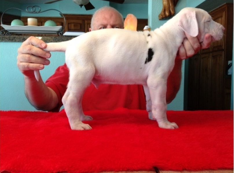 Regalo adorabili cuccioli  Alano  femminucce e maschietti disponibili gratuita i cuccioli sono vacci