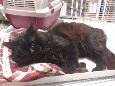 Micio Diabolik cerca casa