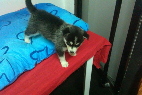 Regalo Siberian Husky Con Pedigree