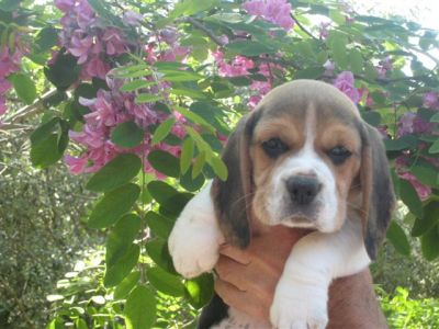 BEAGLE CUCCIOLI