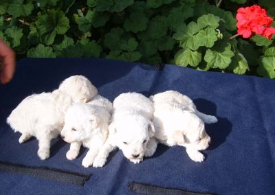 BARBONCINO NANO E TOY Alev. amat.