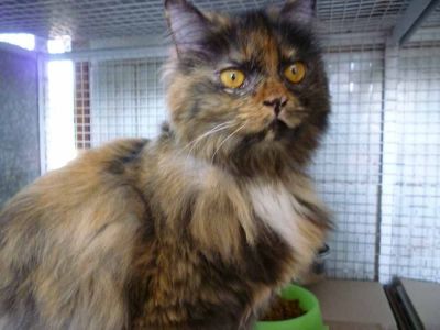 Micia Paloma cerca casa