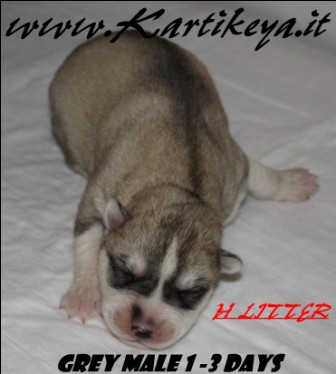 Cuccioli di siberian Husky