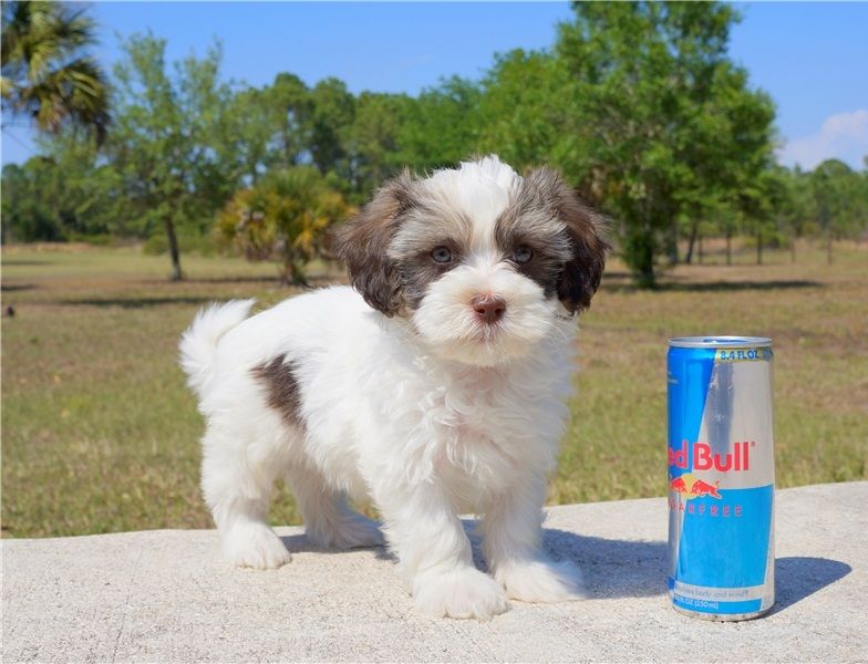 REGALO Dolci cuccioli Havanese per l'adozione abbiamo cuccioli Havanese molto felice e sorprendente.