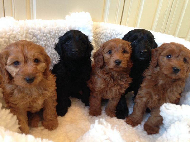 REGALO barboncino cuccioli Adorabili cuccioli di Poodle standart femminucce e maschietti disponibili