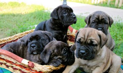 CUCCIOLI CANE CORSO