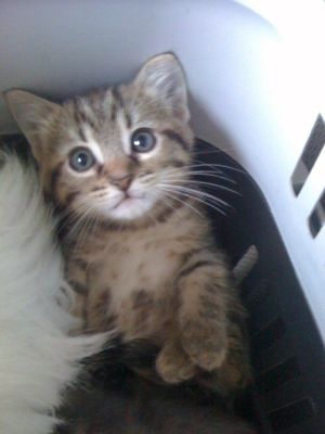 Gattini cuccioli cercano casa