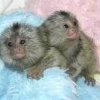 Gemelli scimmie marmoset pigmeo in Vendita