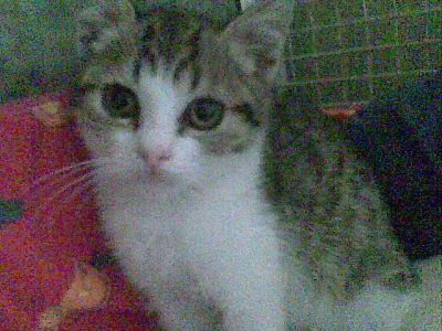 Micia Lula cerca casa