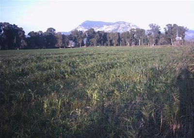 Vendo terreno 3 ettari