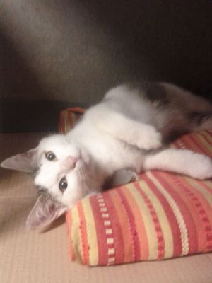 Micio Alex cerca casa