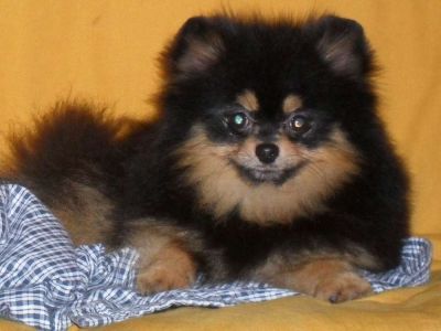 Pomerania