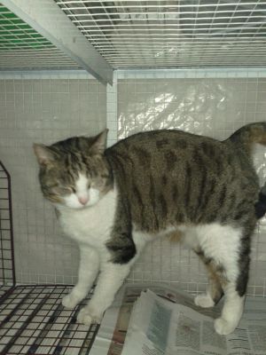 Micia Martina cerca casa urgentemente