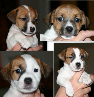Cuccioli di Jack Russell Terrier