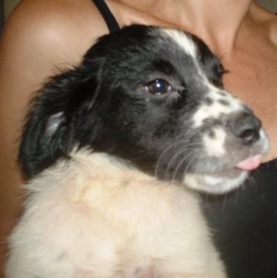 topino cucciolo maschio incrocio setter