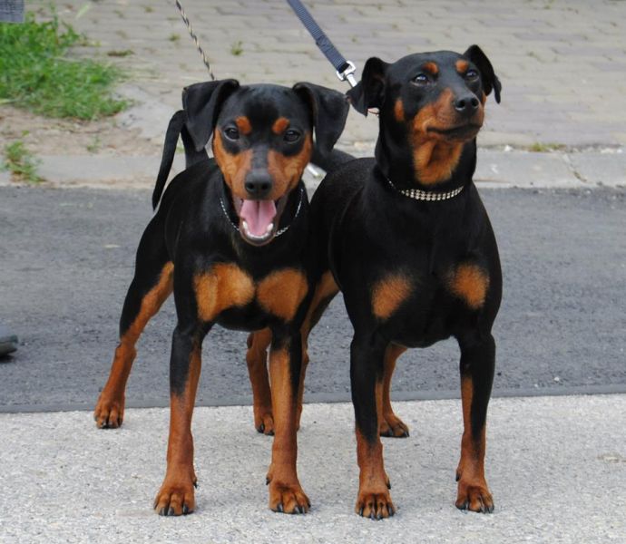 Pinscher nano cuccioli nero focati
