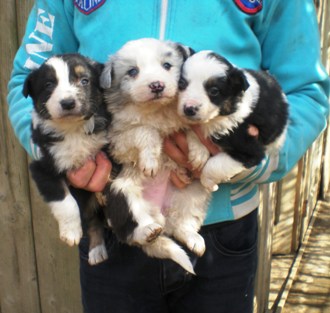 BORDER  COLLIE  ( BLUE MERLE)