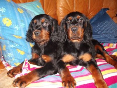 CUCCIOLI DI SETTER GORDON