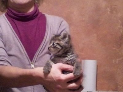 Gattini da svezzare cercano famiglia