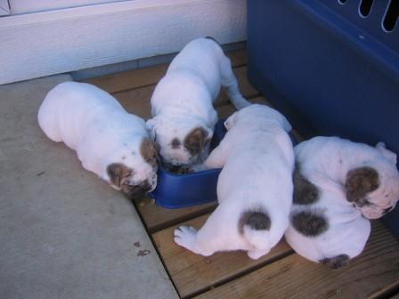 Sono disponibili cinque bellissimi cuccioli di Bulldog Inglese con pedigree