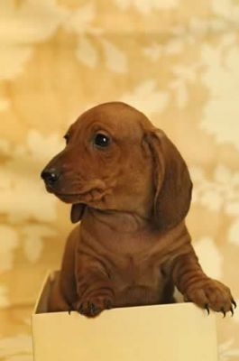 cuccioli di bassotto in lombardia