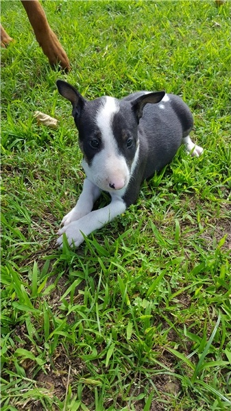 Adorabili cuccioli di bull terrier  femminucce e maschietti disponibili  per l'adozione gratuita i c