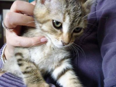 Petronilla e Pinguina cercano casa