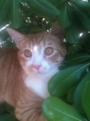 Micio Arturo cerca casa