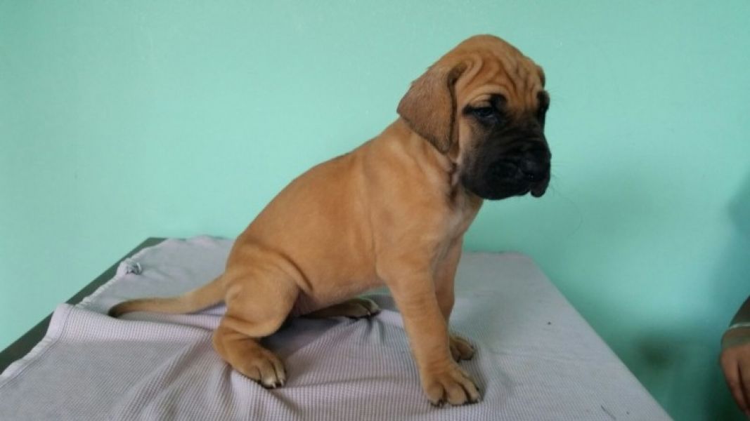 Regalo adorabili cuccioli  Alano  femminucce e maschietti disponibili gratuita i cuccioli sono vacci