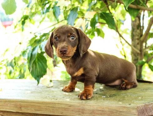 Regalo adorabili cuccioli  bassotto femminucce e maschietti disponibili gratuita i cuccioli sono vac