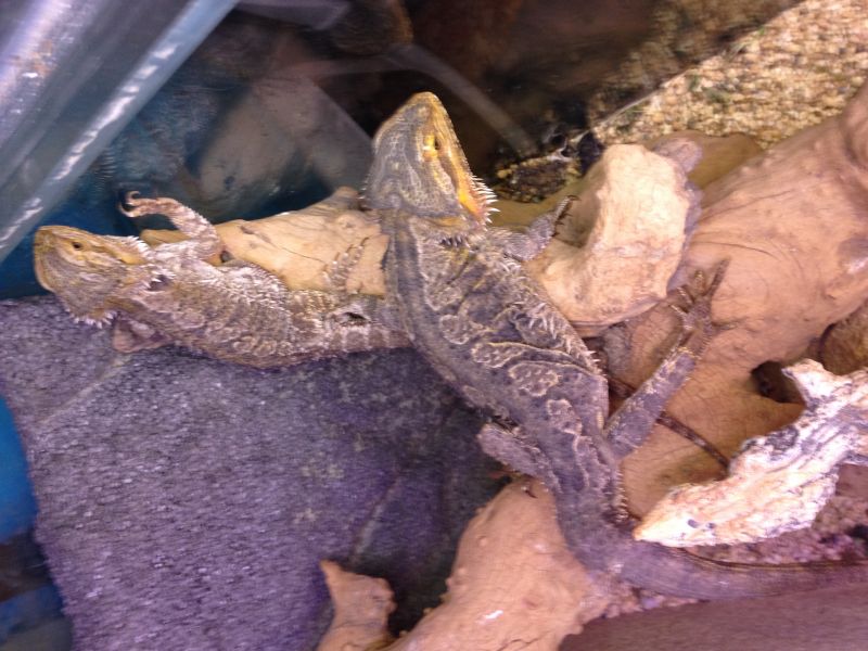 Coppia di Draghi Barbuti, teca arredata e mobiie