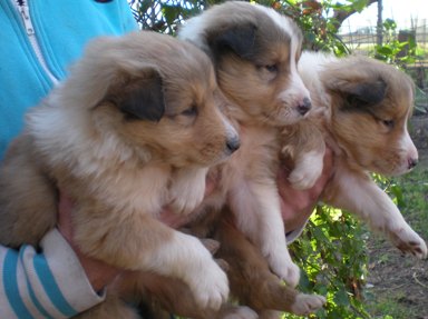 PASTORE SCOZZESE COLLIE