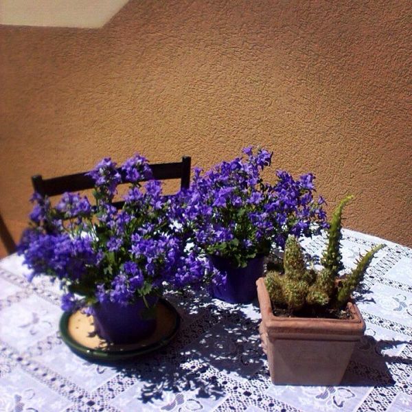 Little House Trieste Casa Vacanza