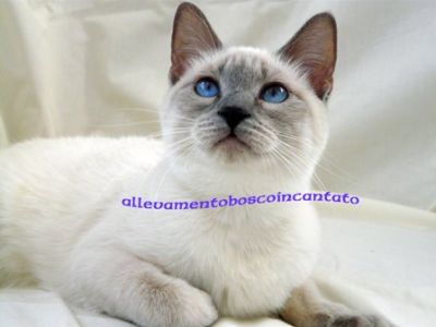 cuccioli thai siamese tradizionale