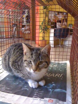 Micio Pullo cerca casa