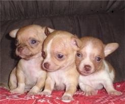 cuccioli DI CHIHUAHUA purissima 