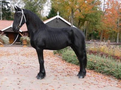 cavallo di pura razza frisone per Natale