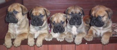 Bullmastiff cuccioli