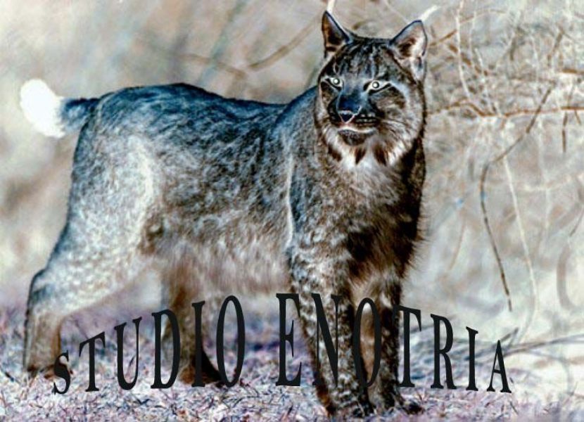 Magliette uomo donna; nuova produzione �ESTATE� 