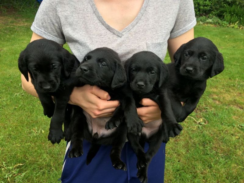 REGALO BELLO LABRADOR  CUCCIOLI MASCHI E FEMMINE Bello Labrador , Maschio e femmina,  sverminato, co